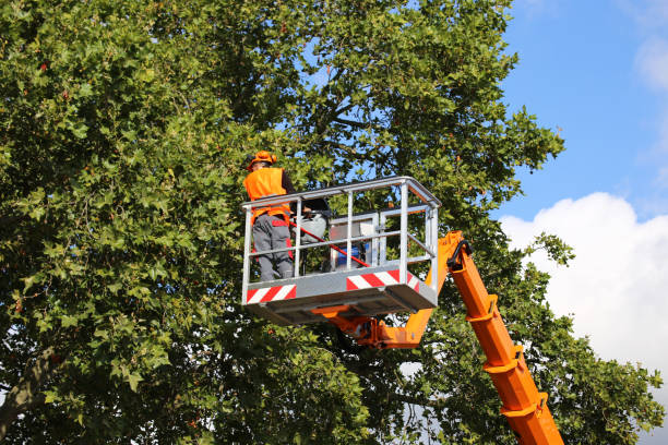 Best Tree Planting Services  in Alvarado, TX