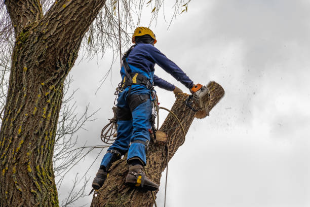 Best Emergency Tree Removal  in Alvarado, TX