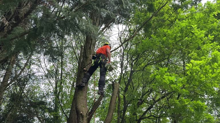 Best Hazardous Tree Removal  in Alvarado, TX