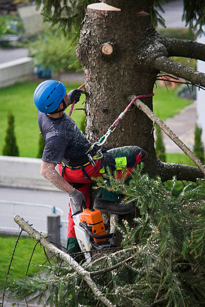 Best Stump Grinding and Removal  in Alvarado, TX