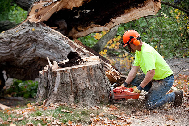 Best Tree Risk Assessment  in Alvarado, TX