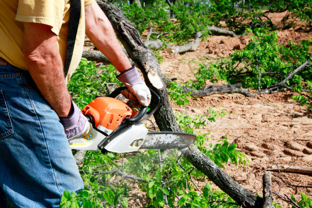 Best Root Management and Removal  in Alvarado, TX